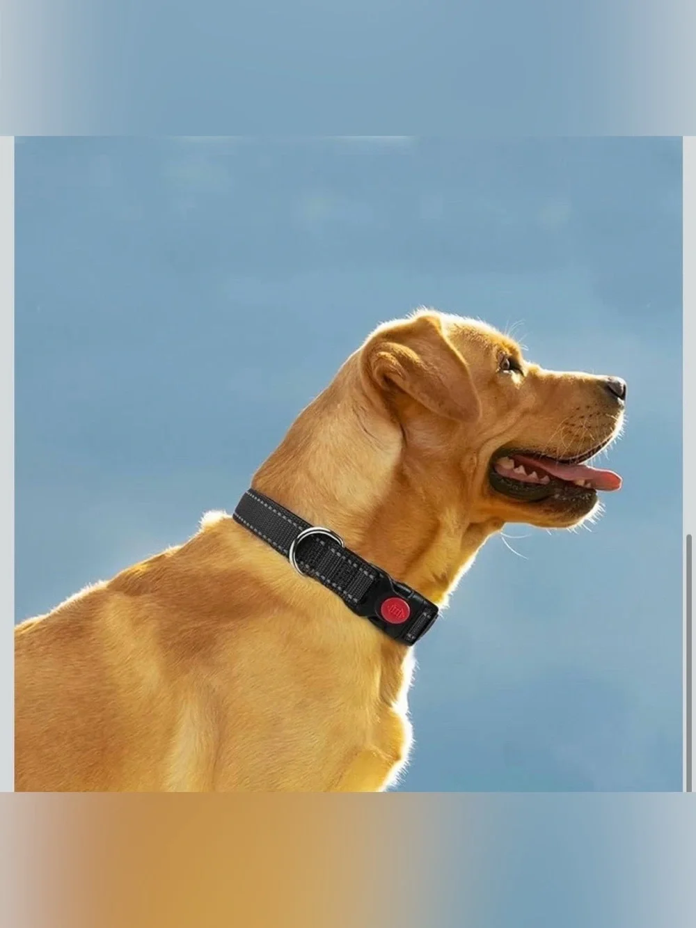 Reflective Dog Collar with Air Tag Holder. Neoprene Padded Lining, Quick Release